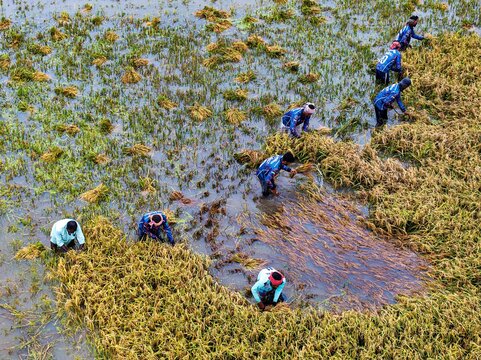 Kishoreganj, Bangladesh March 05 2026: Flood-affected farmers harvest half-submerged Boro paddy in waist-deep water, racing to save crops as rising haor waters threaten total loss.