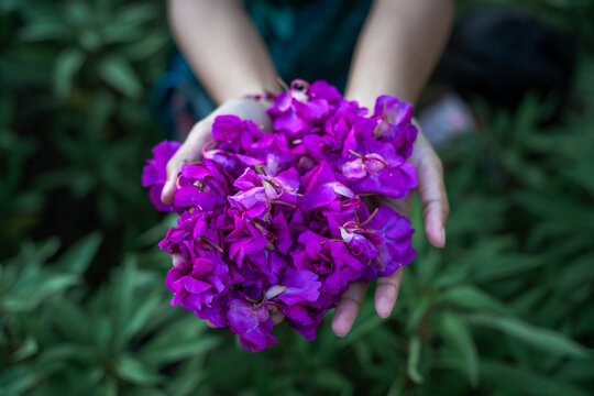 View of hands holding a cluster of vibrant purple flowers against a backdrop of lush green leaves in Sidemen, Bali, Indonesia.