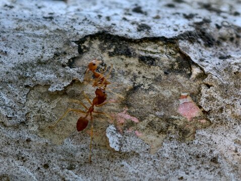A small, industrious red ant explores the rugged texture of a weathered rock surface, highlighting nature's intricate details in a realistic photographic style.