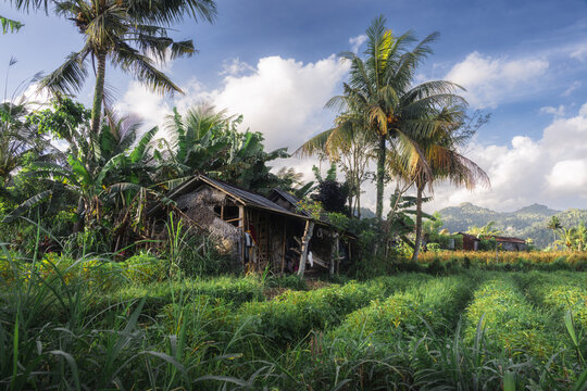 View of a traditional wooden hut with a thatched roof nestled among palm trees and lush green agricultural fields in Sidemen, Bali, Indonesia.