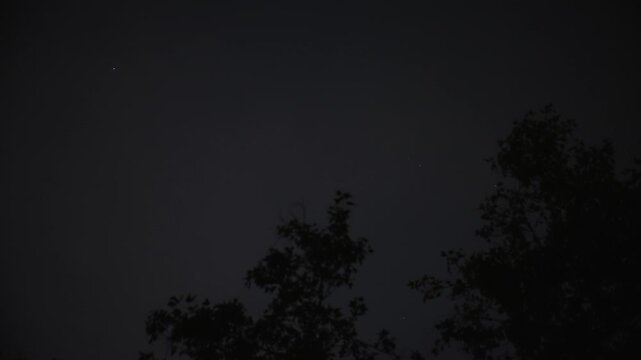 Starry night sky above dark forest tree silhouettes creates peaceful natural atmosphere and cosmic observation scenery at night