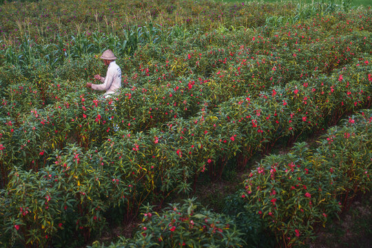 View of a farmer in a conical hat tending to rows of vibrant red flowers in a lush agricultural field Sidemen, Bali, Indonesia.