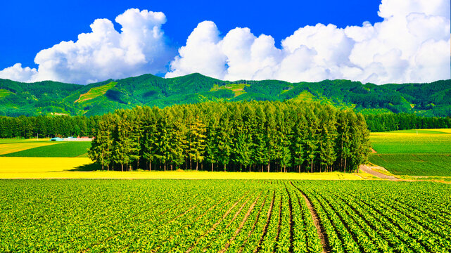  帯広近郊の美しい牧場風景