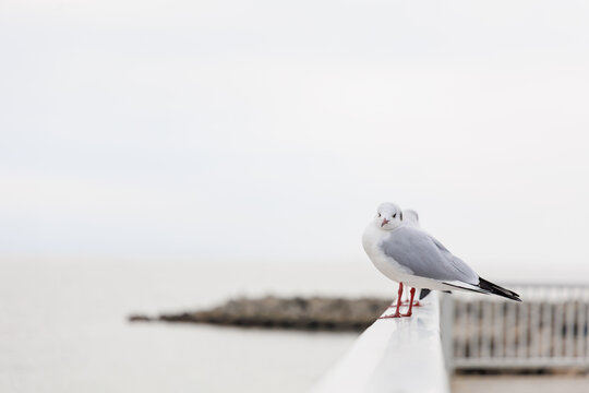 瀬戸内海を眺めるユリカモメ
