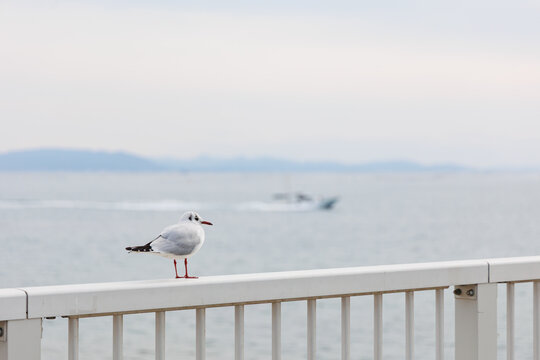 瀬戸内海を眺めるユリカモメ