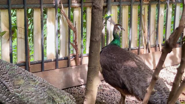 young female peafowl preening in the garden, indian peafowl finding cool place in the afternoon