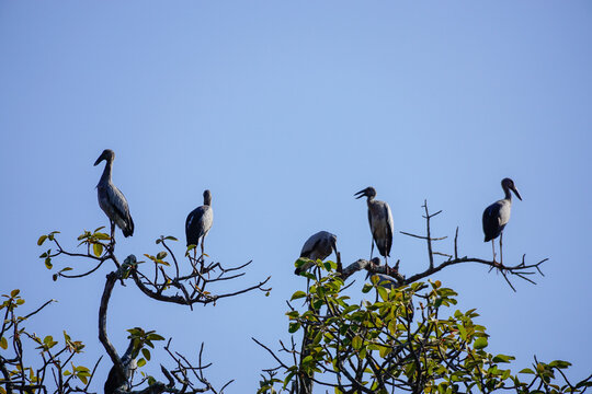 Asian openbill stork feeding