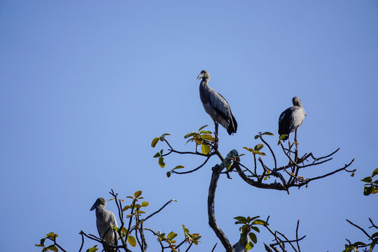 Asian openbill stork feeding