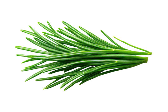 Green pine needles branch isolated on black background studio shot plant