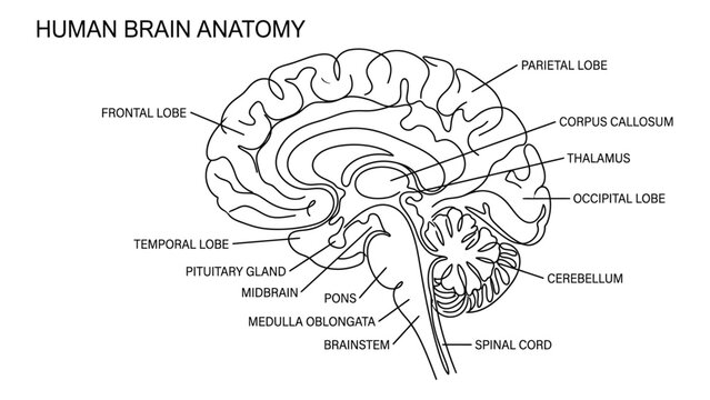 Detailed illustration of human brain anatomy.