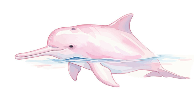 Pink Dolphin Swimming in Water.