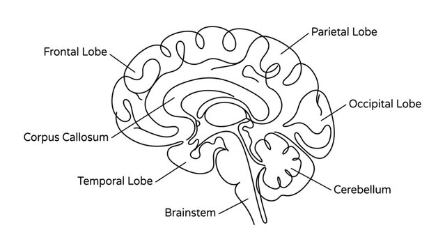 Detailed diagram of human brain anatomy.