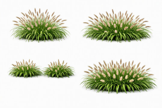 pine cones isolated on white