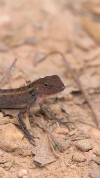 Oriental Garden Lizard Resting on Dry Ground in Krabi Thailand