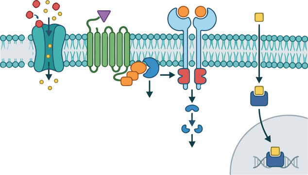 Scientific illustration of cell membrane proteins, ion channels, and receptor-mediated transport involved in cellular communication and signaling.