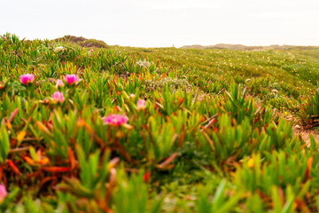 Obraz premium Vibrant pink blossoms dotting a lush green hillside under a bright, soft sky, evoking tranquility. Aljezur, Algarve, Portugal