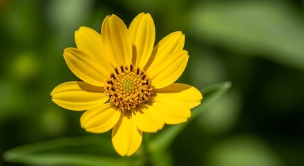 Fototapeta premium Bright Yellow Wildflower Blooming Against Soft Green Garden Background
