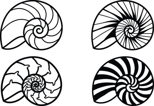 Stylized spiral shell illustrations with smooth, jagged, angular, and striped designs highlighting geometric marine patterns for vector art