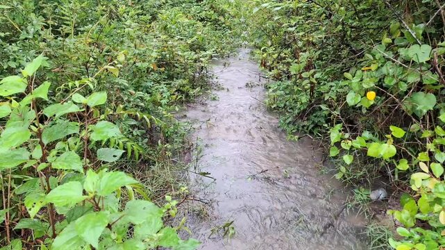 A narrow pathway or drainage overflowing with muddy water surrounded by thick green wild plants and bushes after heavy rain.
