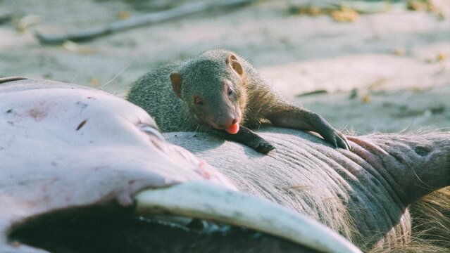 Close up of Common Dwarf Mongoose (Helogale parvula) grooming and eating ticks on warthog's body, African savanna, South Africa.
