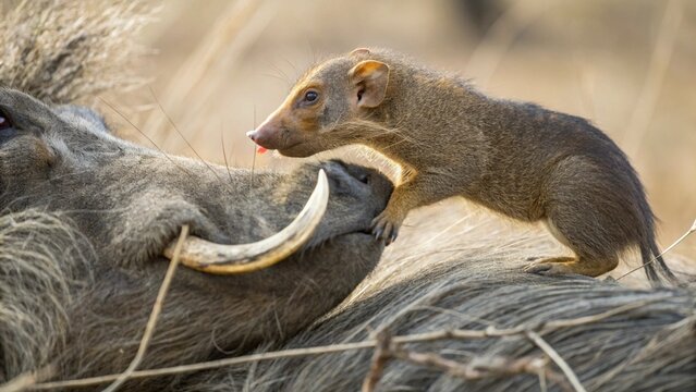 Close up of Common Dwarf Mongoose (Helogale parvula) grooming and eating ticks on warthog's body, African savanna, South Africa.

