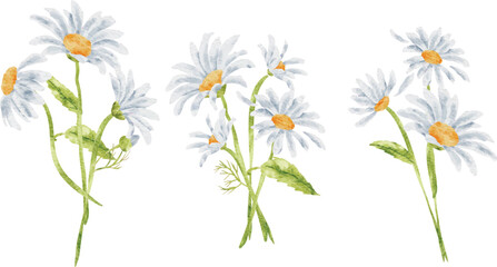 Fototapeta premium Set of Arrangement Daisy Watercolor Illustration