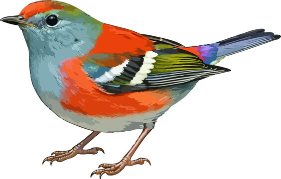Chloropsis montanus illustration art