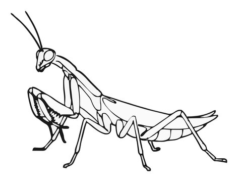 Orchid mantis crawling isometric line art vector icon. Generative AI