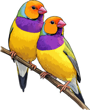 Erythrura gouldiae illustration art