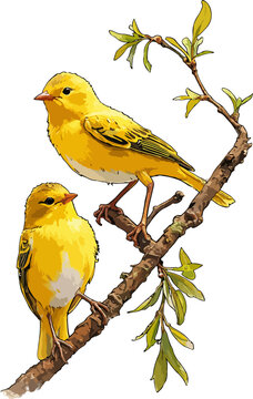Serinus canaria illustration art