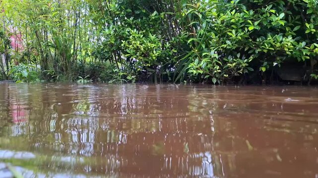 A ground-level perspective showing the height of brown flood water against a dense line of green tropical vegetation.