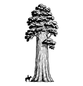 Giant Sequoia Tree Towering Over Tiny Rider on Horse Showing Grand Scale Vintage Engraved Style
