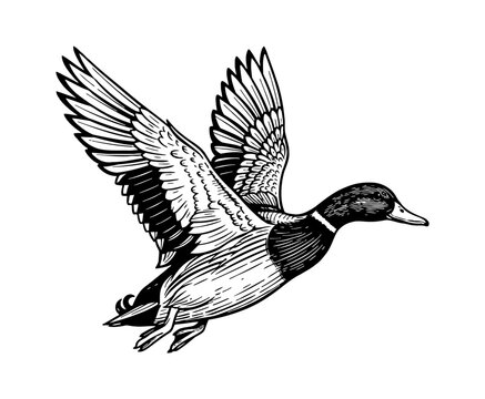 Detailed black and white line art illustration of a mallard duck flying with widespread wings