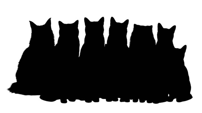 Black silhouette of multiple cats sitting in a row isolated on transparent background, Vector