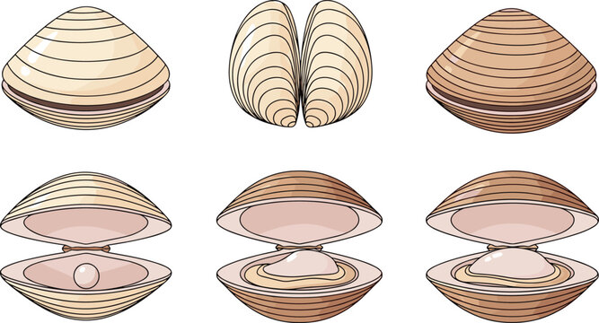 Clam shell with pearl illustration flat vector set marine seashell open oyster jewelry concept for beach design