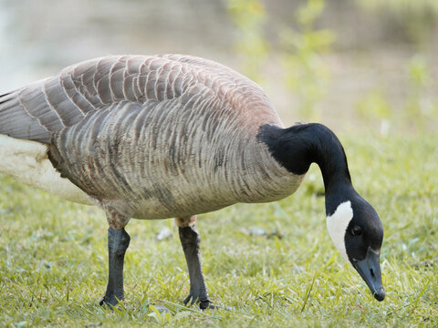 Canadian Goose at Cheam Lake Wetlands Regional Park during a spring season in Rosedale, Fraser Valley, British Columbia, Canada