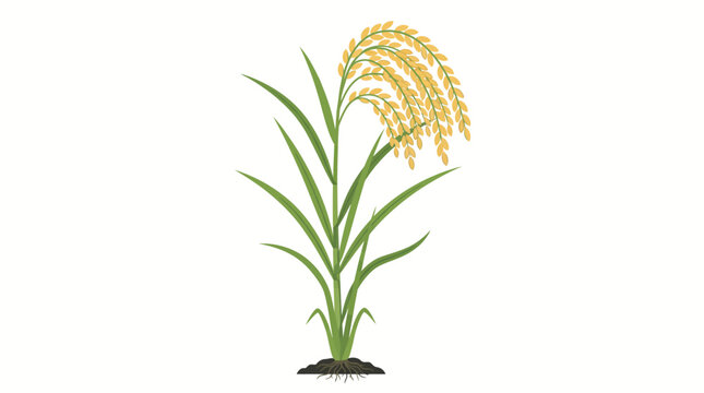 Illustration of a rice plant with golden grains on white background