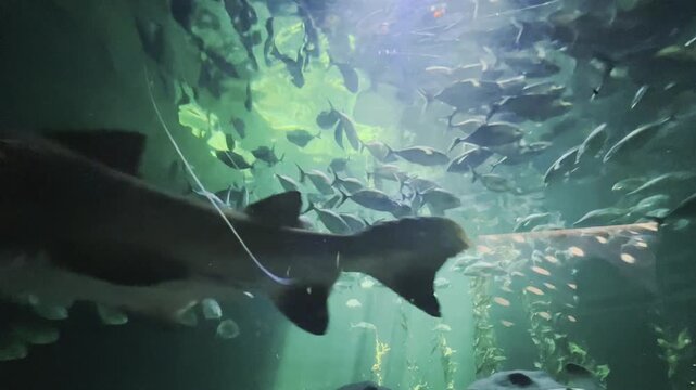 School of fish swimming in aquarium with shark, marine biology and ocean conservation, sustainable aquatic ecosystem, professional ichthyology study, sunlight rays underwater
