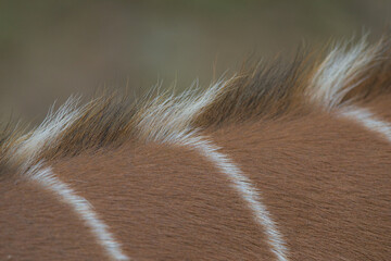 Close up view of a bongo (Tragelaphus eurycerus) antelope skin pattern © Illia