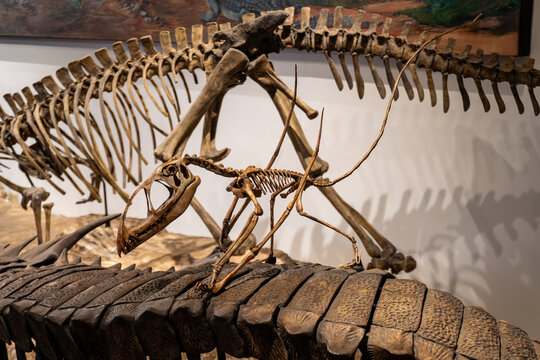 Dimorphodon Pterosaur flying reptile skeleton displayed at Petrified Forest National Park Rainbow Forest Museum in Arizona. Dimorphodon (meaning two-form tooth) was a genus of medium-sized pterosaur.