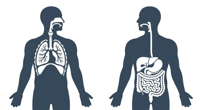 Human Respiratory and Digestive System Anatomy Vector Illustration Silhouette Set