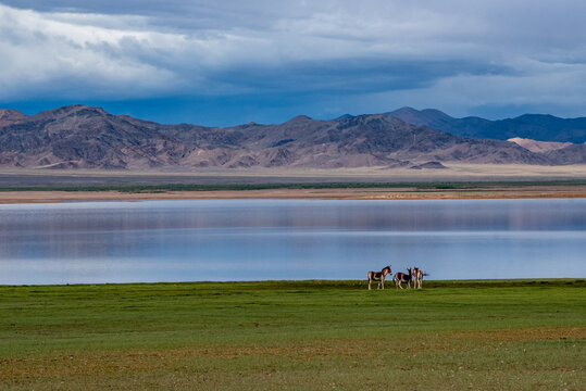 Wild Tibetan Kiang Herd Grazing in Xizang Ali Grassland Nature Reserve, china 