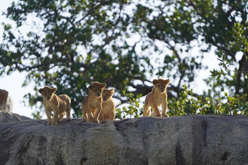 Naklejka premium lion cubs
