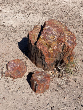 Petrified Forest National Park in Arizona. Giant Logs and Rainbow Forest. Triassic trees were covered by volcanic ash. Silica formed quartz crystals which replaced organic matter petrifying the wood.