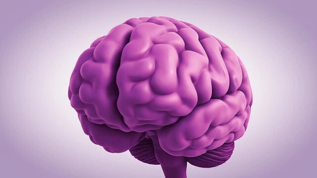 Ultra Clean Human Brain Vector Illustration, Minimal Medical Anatomy, Soft Purple Lavender Pastel Background, Modern Infographic Style 4K