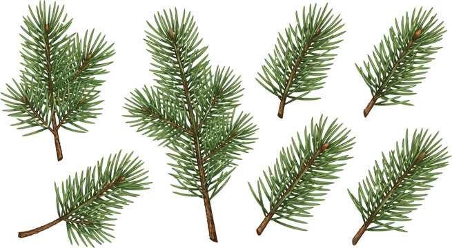 Collection of realistic green pine branches with brown buds and needles evergreen
