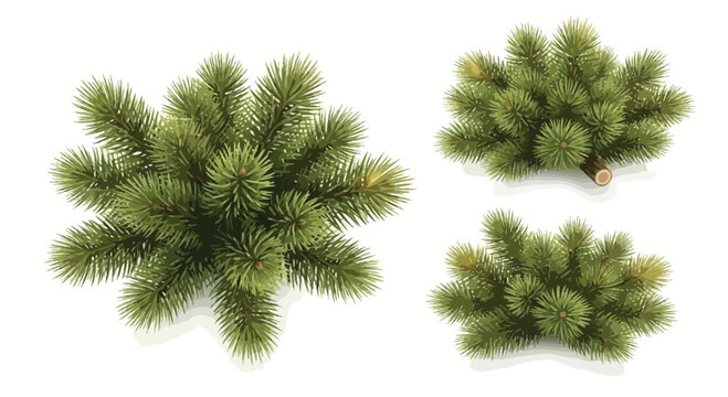 Three green pine branches with a cut log on white background pine needles evergreen nature
