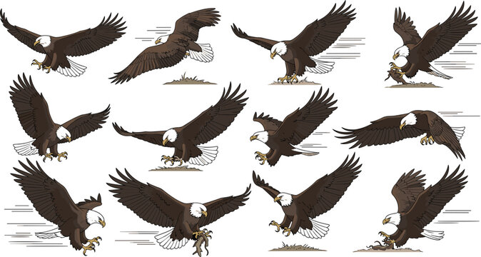 Majestic bald eagle illustration set featuring powerful birds of prey in various flight and hunting poses for wildlife branding and nature conservation marketing