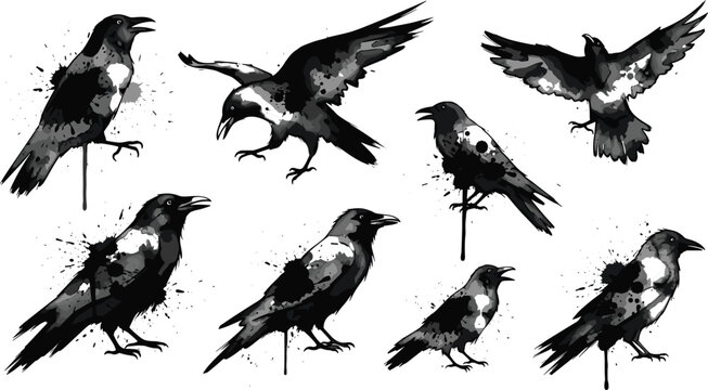 Black raven ink splatter collection with flying and perching crows featuring artistic paint splashes isolated on white for grunge graphic design