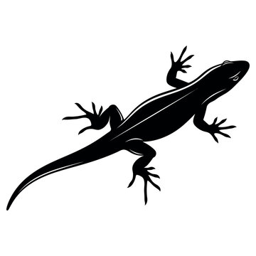 black newt salamander crawling on white background vector illustration